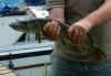 Copy of Fishing - July 2004 015.jpg (51292 bytes)