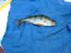Ian's First Fish - June 25th 2004 001.jpg (80120 bytes)